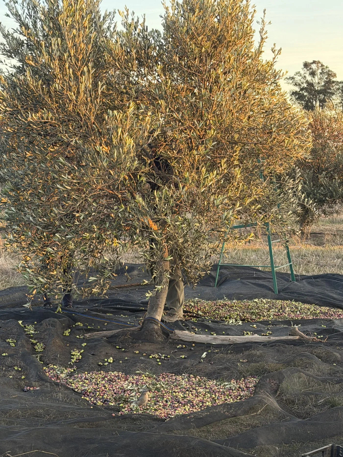 Cosecha manual de aceitunas en los olivares de Villa Iris