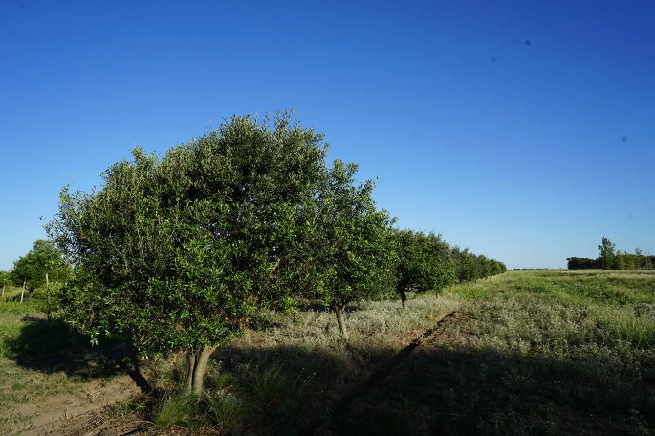 El auténtico Aceite de Oliva Virgen Extra
