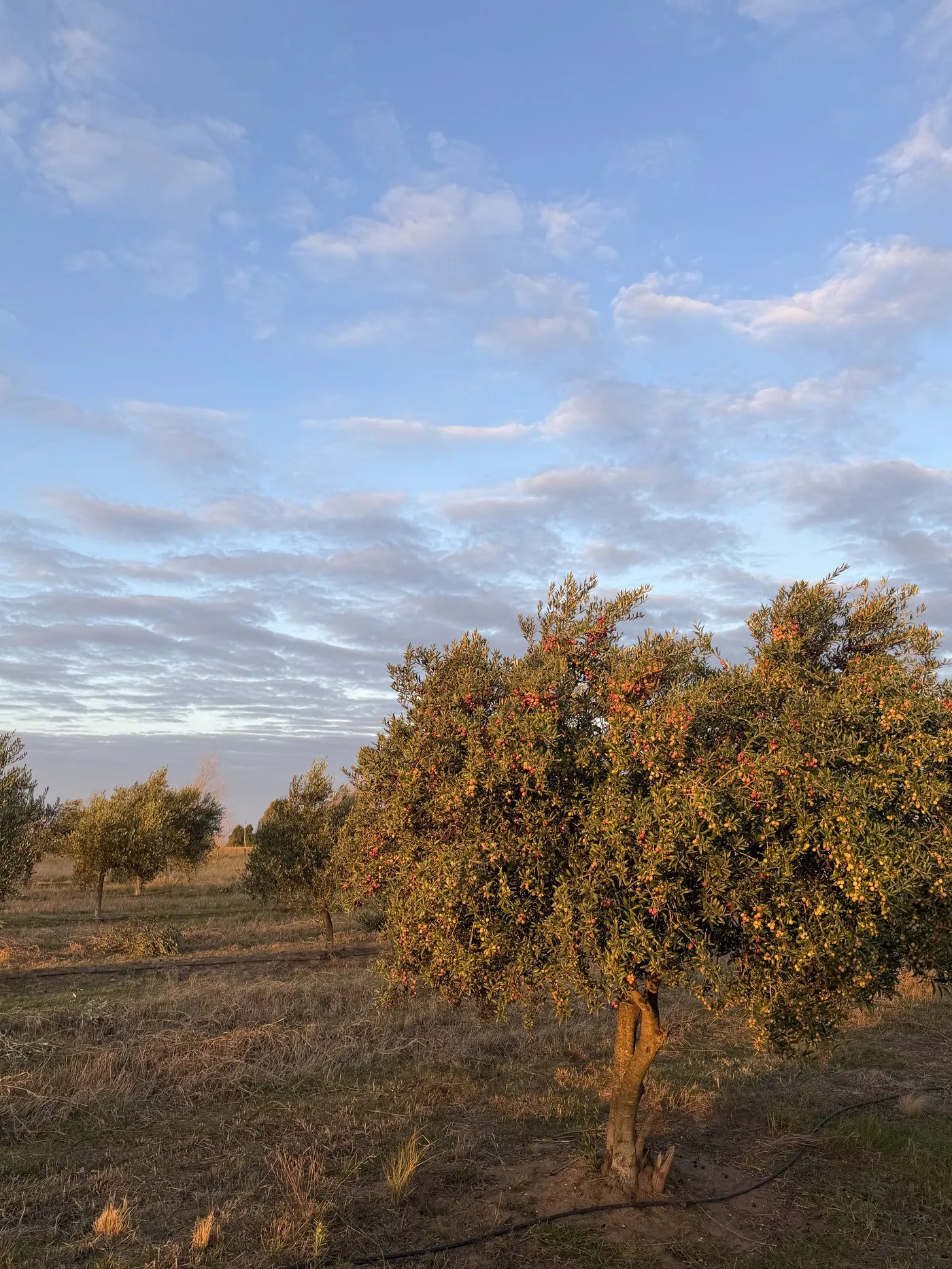Olivar de Olivares Villairenses al atardecer en Villa Iris